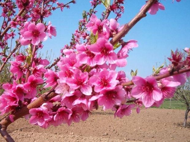 Fiori di Pesco Abruzzo